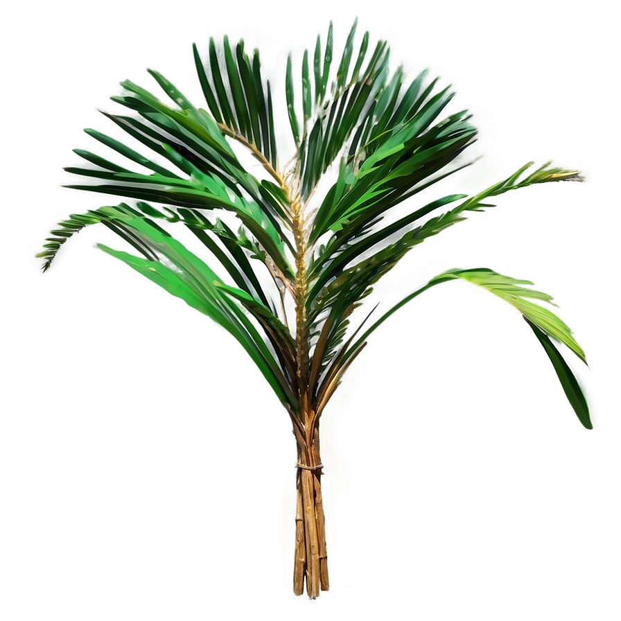 Dried Palm Leaves Png Dvr90