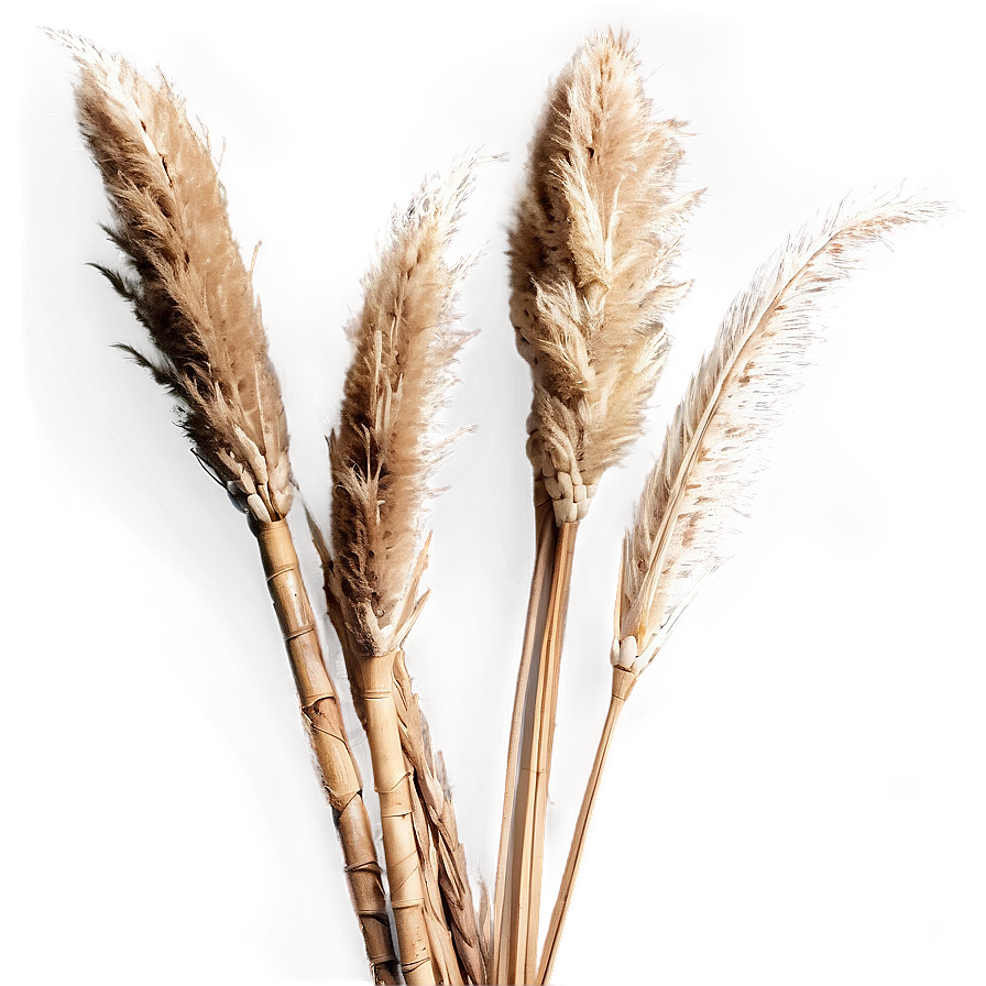 Dried Pampas Bouquet Png 81