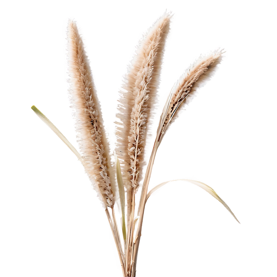 Dried Pampas Grass Png 83