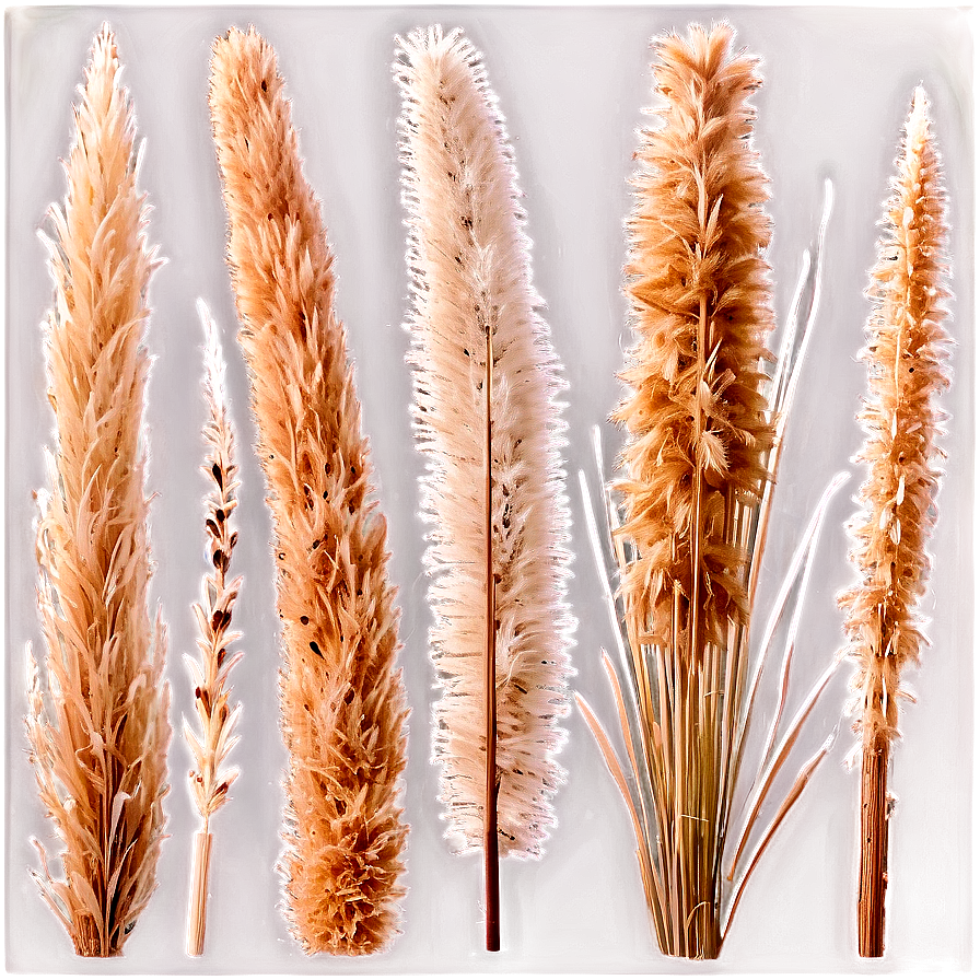 Dried Pampas Grass Png Xxu95