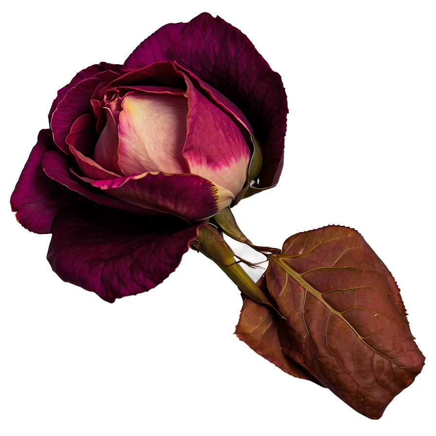 Dried Rose Petals Png Fuw88