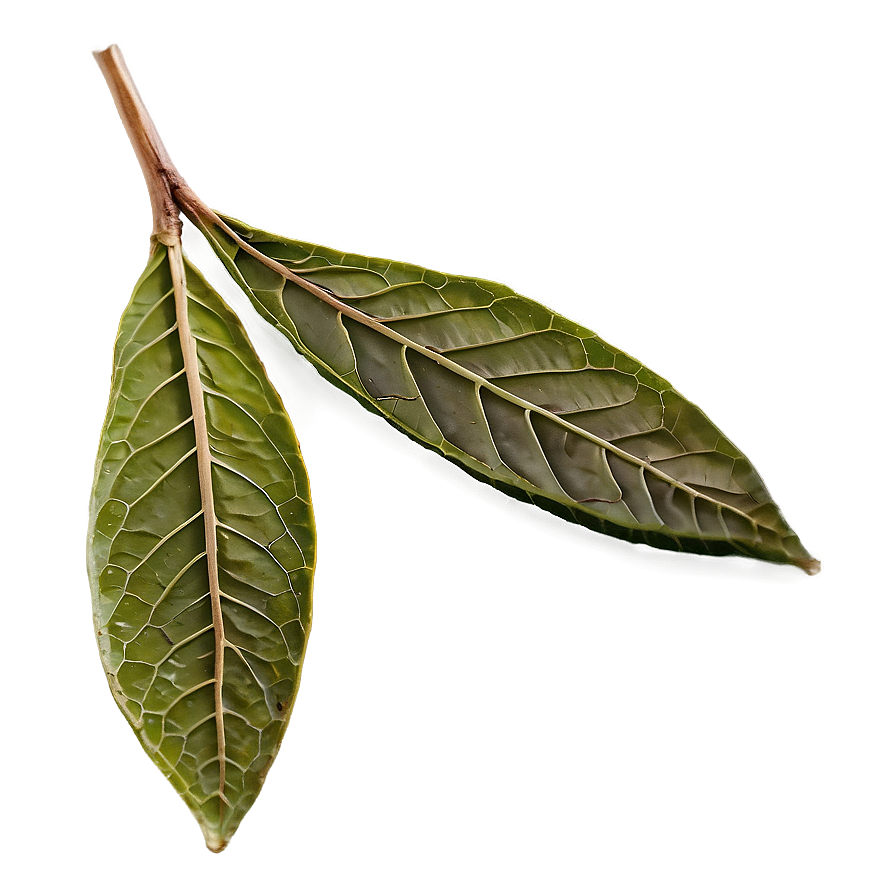 Dried Tea Leaf Png Egr