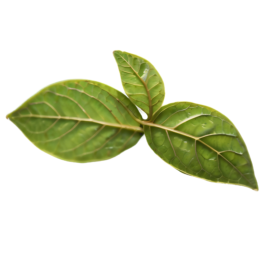 Dried Tea Leaf Png Nwk