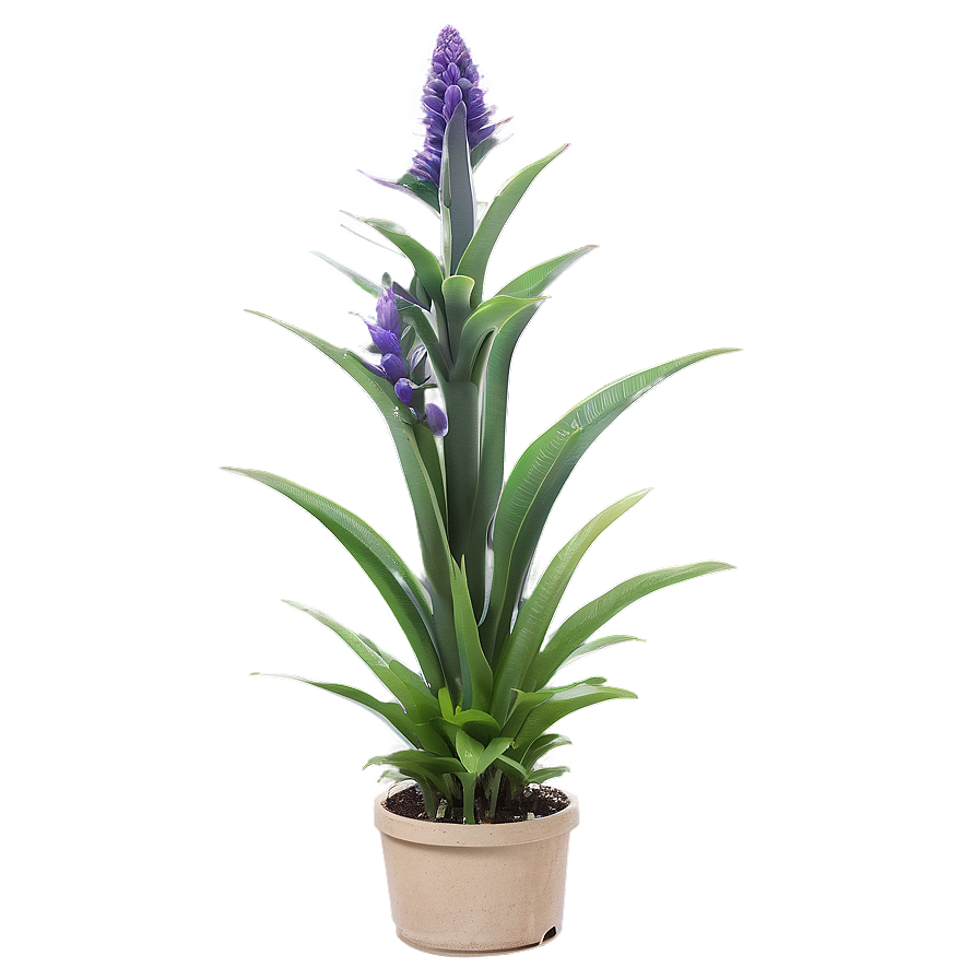 Drought Resistant Plant Png Bvv