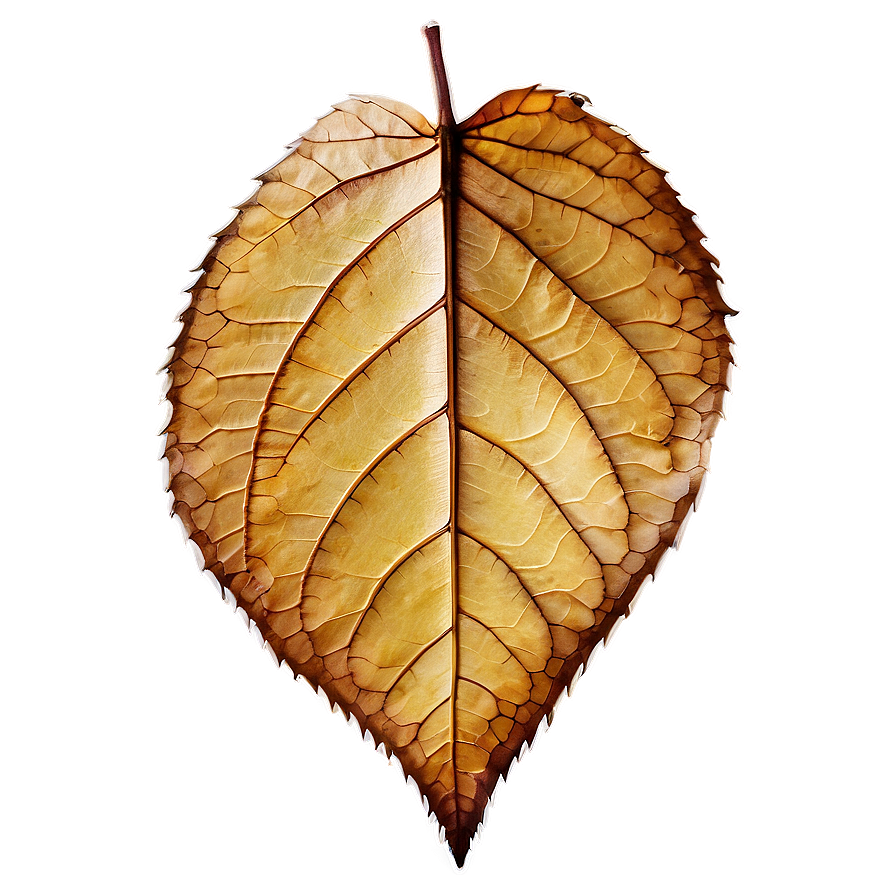 Dry Leaf Png 05032024