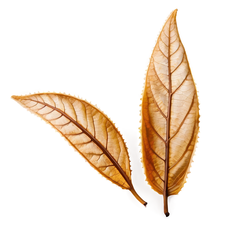 Dry Leaf Png Agl