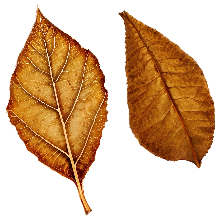 Dry Leaves Png 51