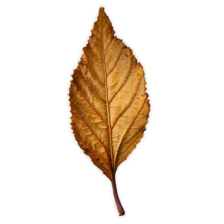 Dry Leaves Png Khs