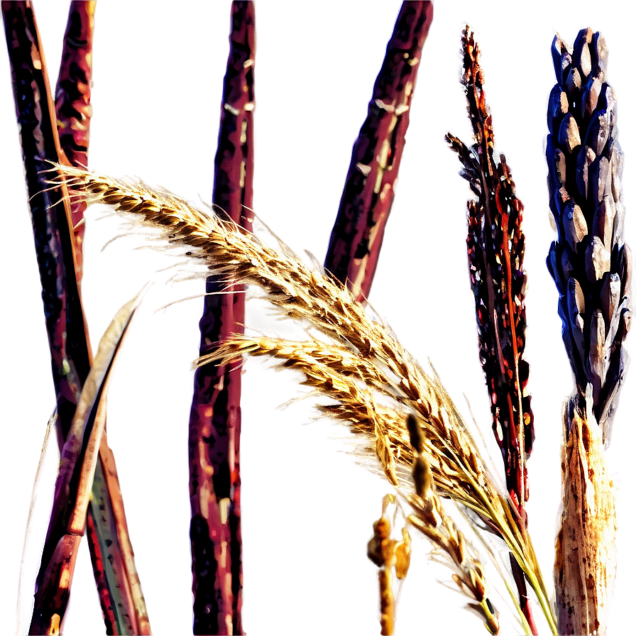 Dry Prairie Grass Png Edi