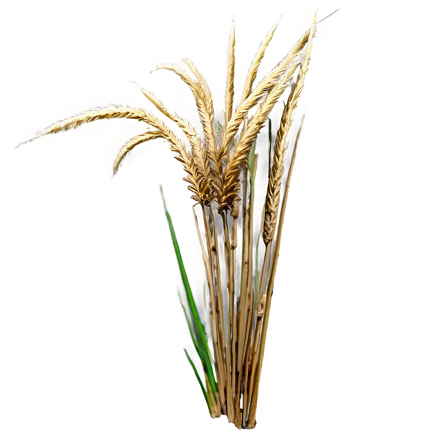 Dry Savanna Grass Png 52