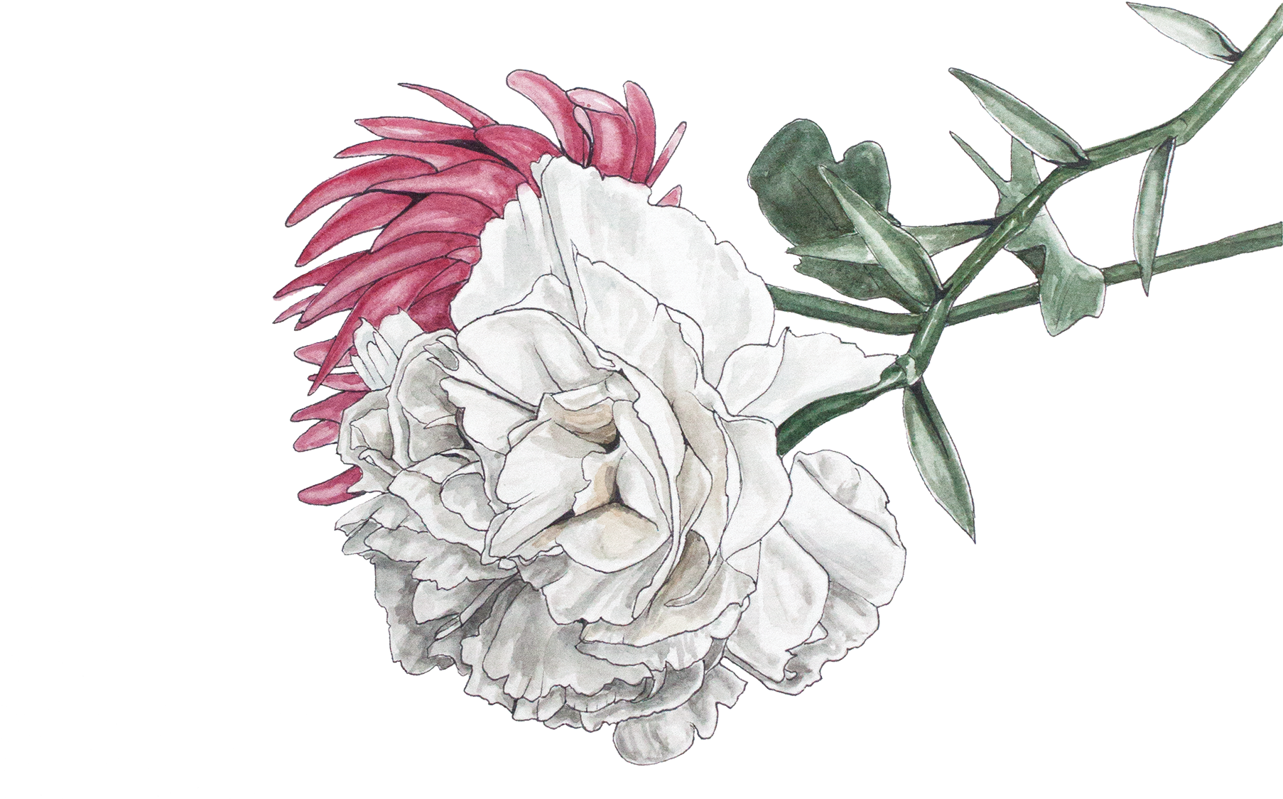 Dual Tone Chrysanthemum Illustration