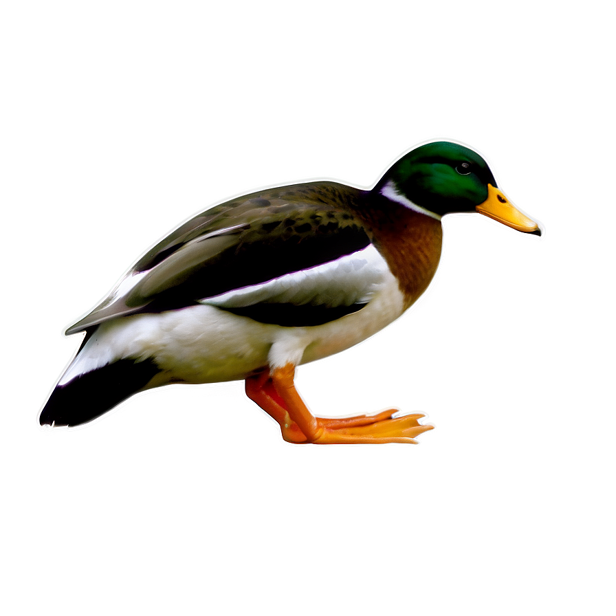 Duck B