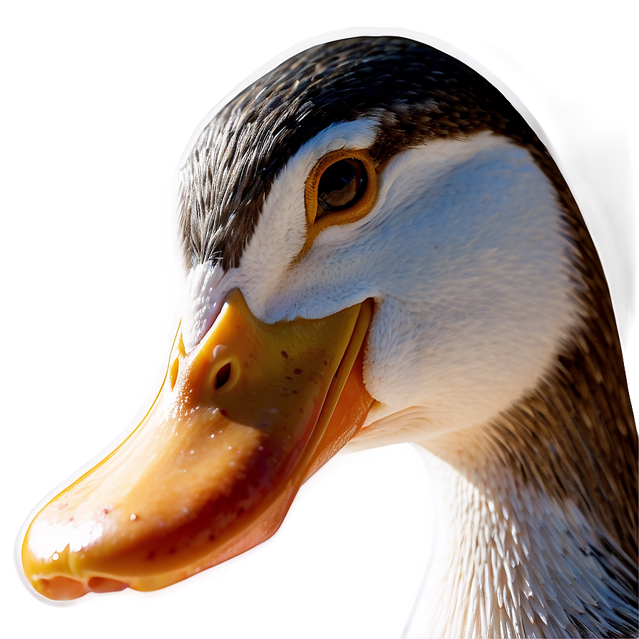 Duck Beak Close Up Png Lcj