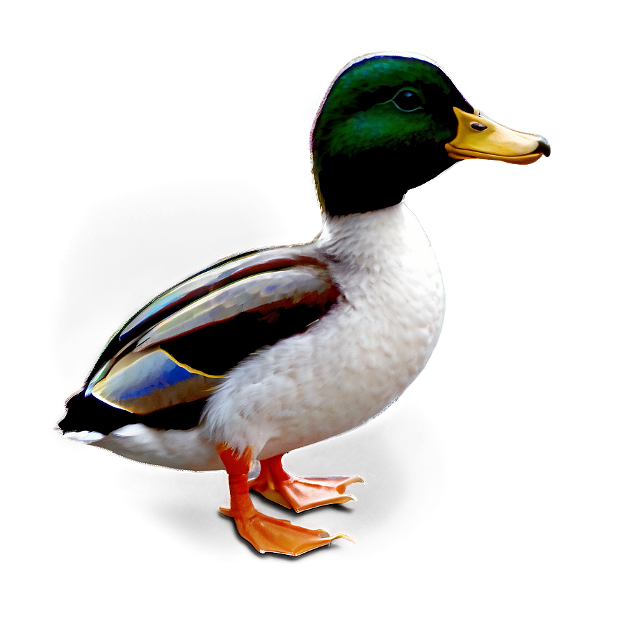 Duck C