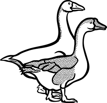 Duck Optical Illusion Graphic