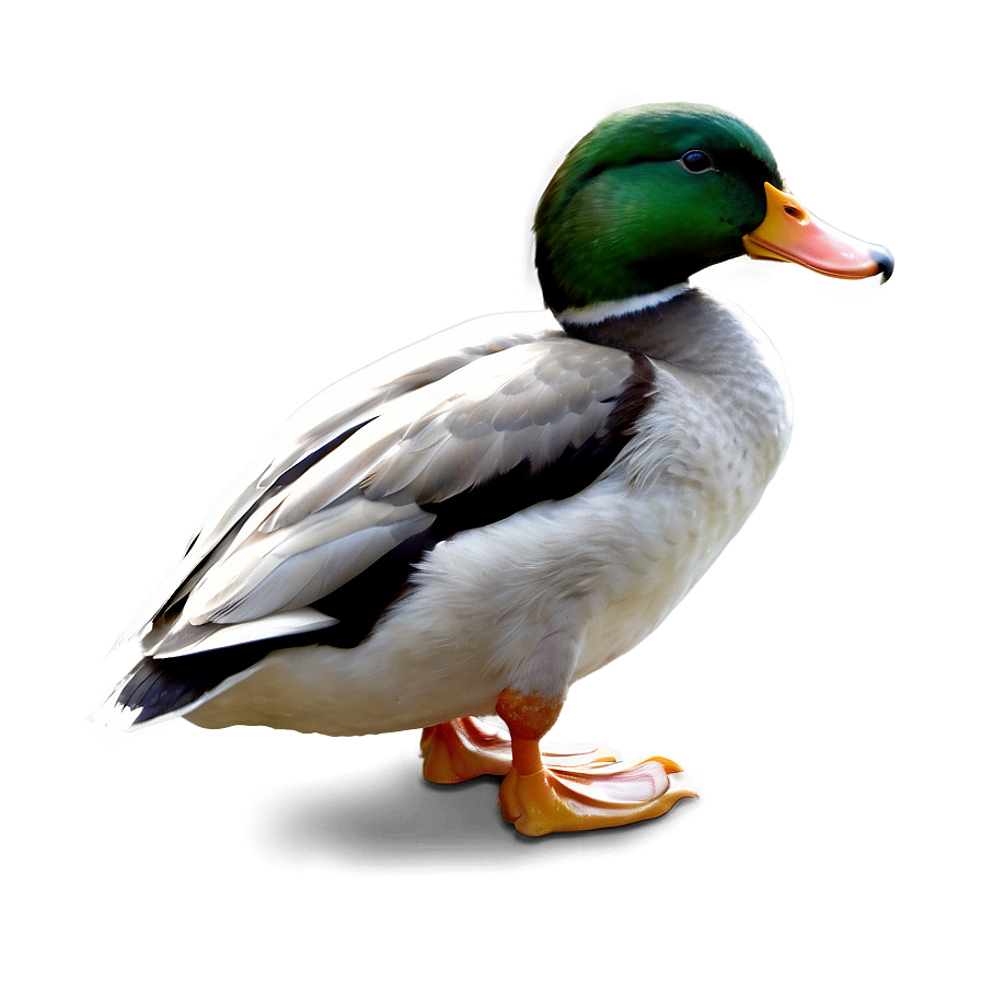 Duck Profile Png 16