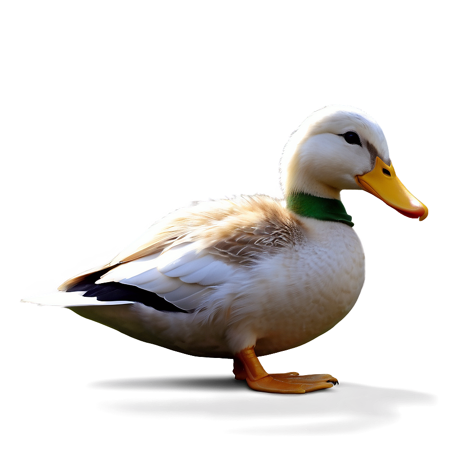 Duck Reading Book Png Cqe50