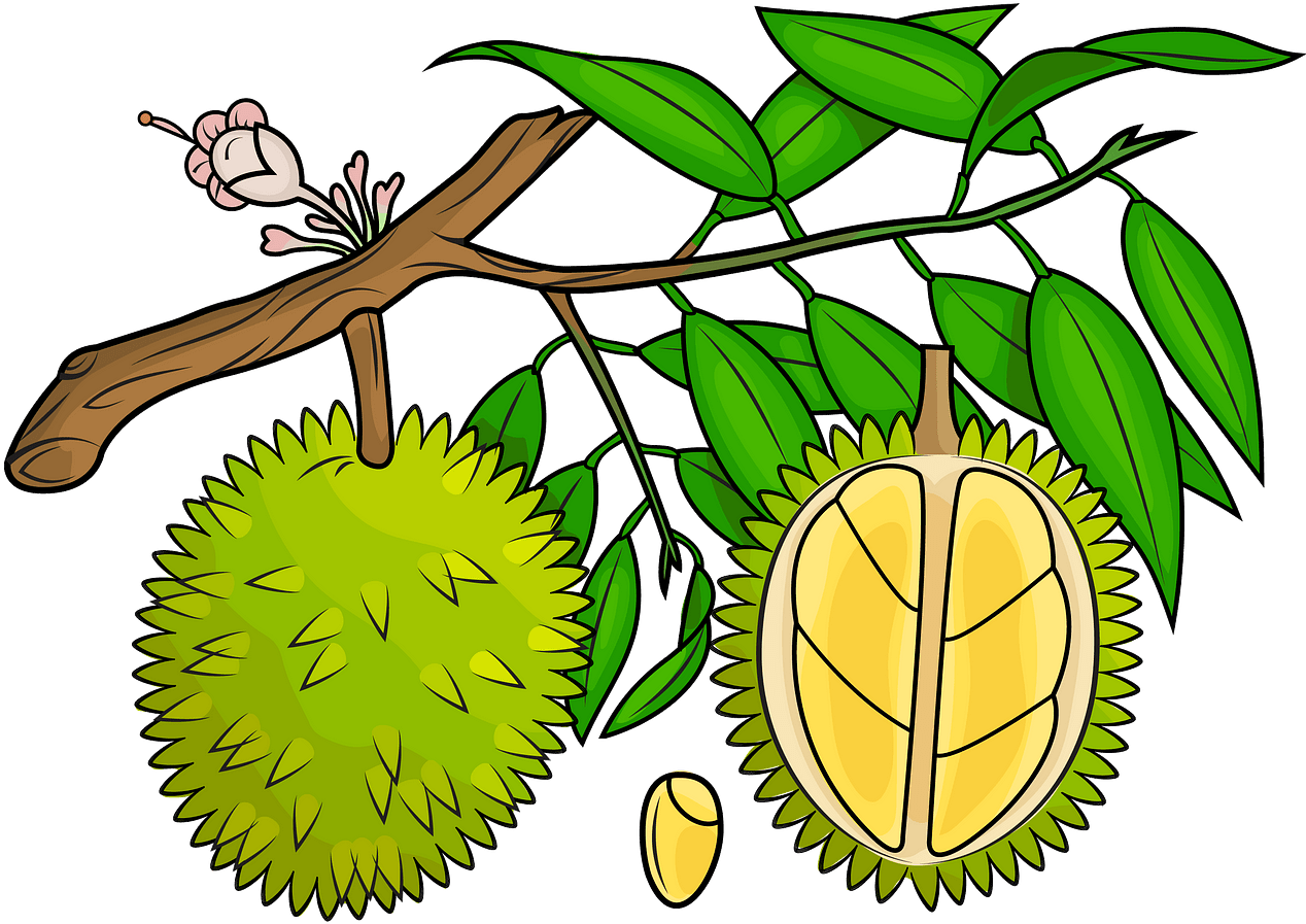 Durian Fruit Branch Illustration