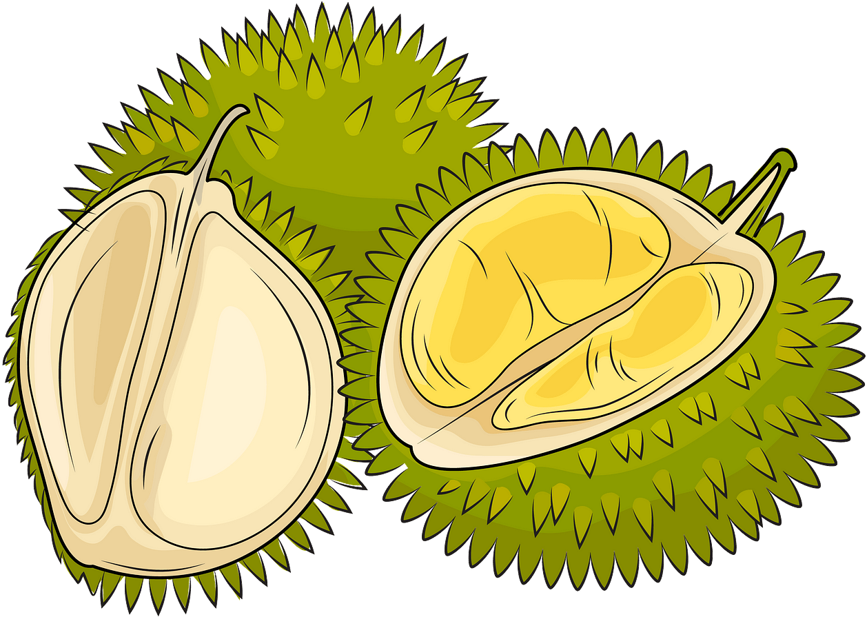 Durian Fruit Illustration