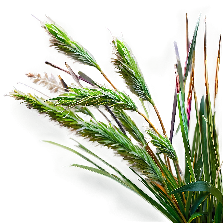 Dwarf Ornamental Grass Png Gsy