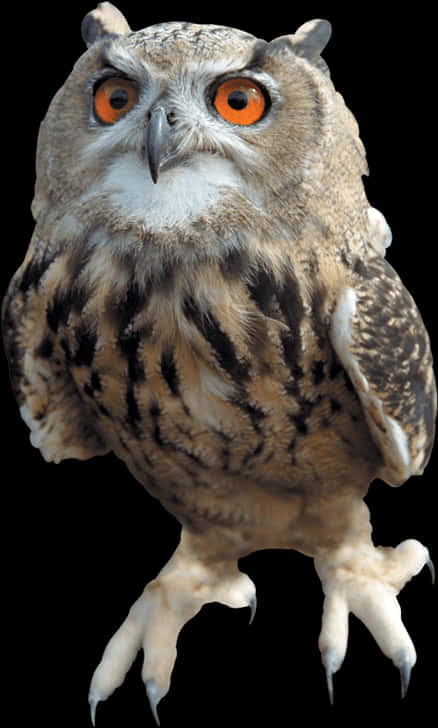 Eagle Owl Intense Gaze