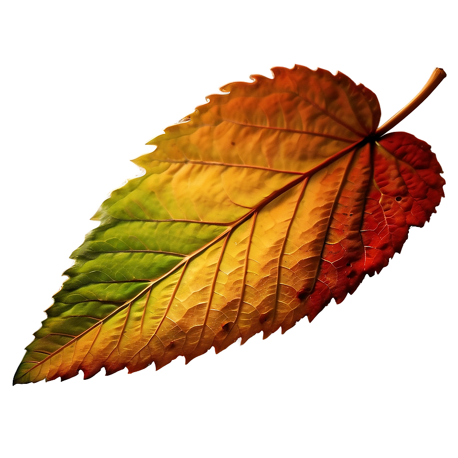 Early Autumn Fallen Leaves Png Rbu