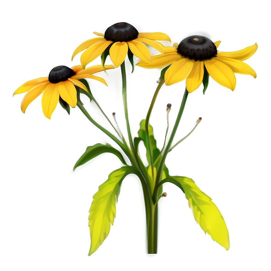 Early Bloom Black Eyed Susan Png 83