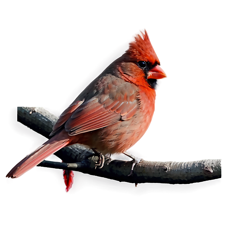 Early Morning Cardinal Png 06252024