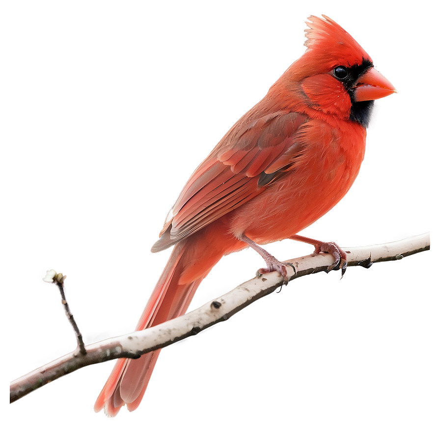 Early Morning Cardinal Png 6