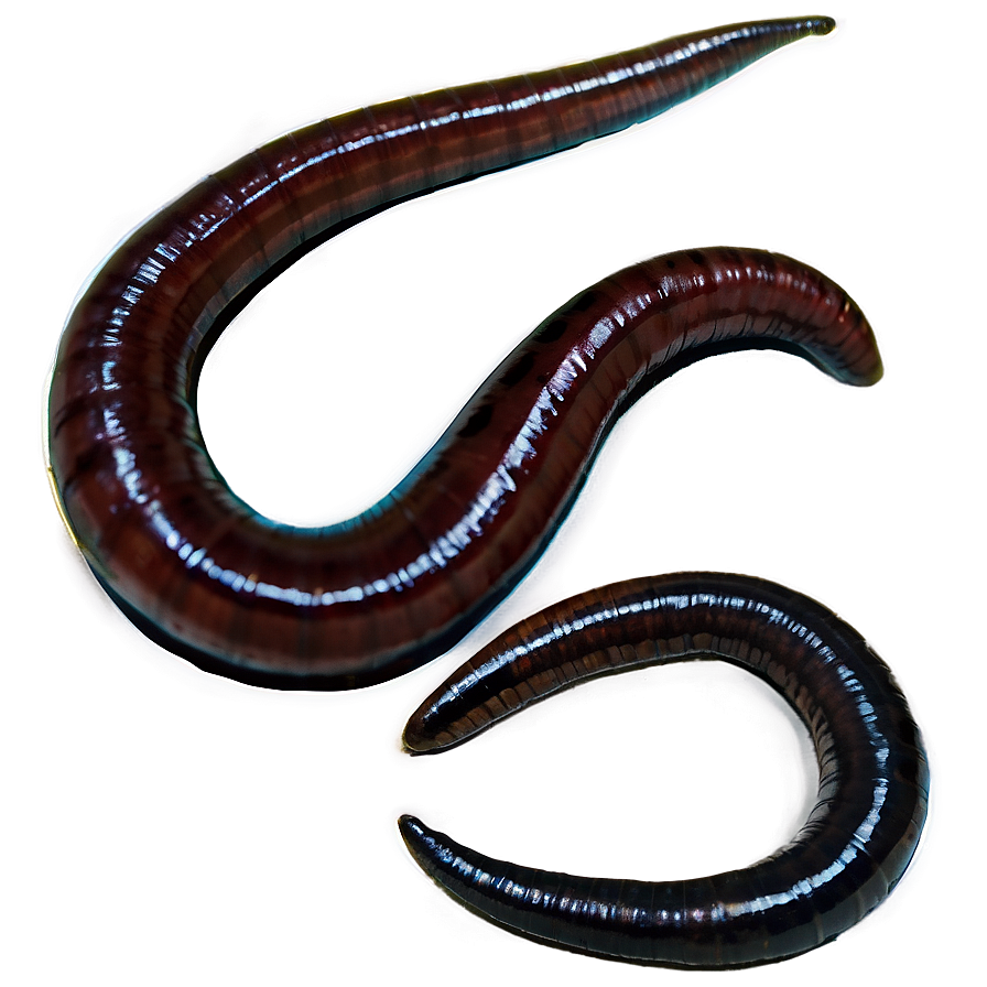 Earthworm A