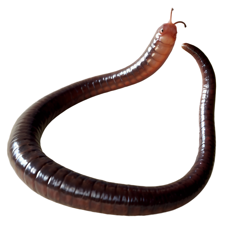 Earthworm Feeding Behavior Png 64