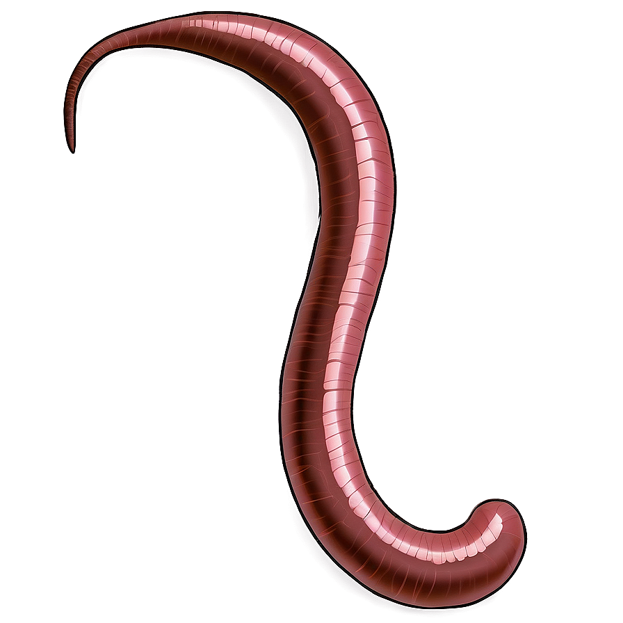 Earthworm Illustration Png 62