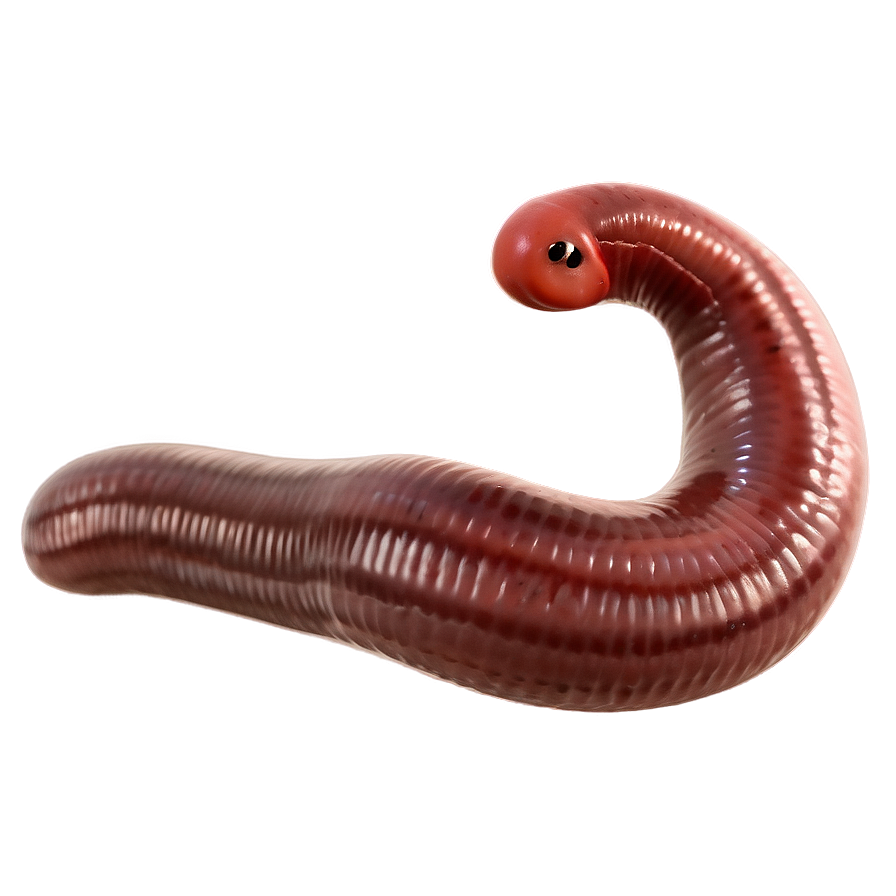 Earthworm Scientific Study Png 06212024