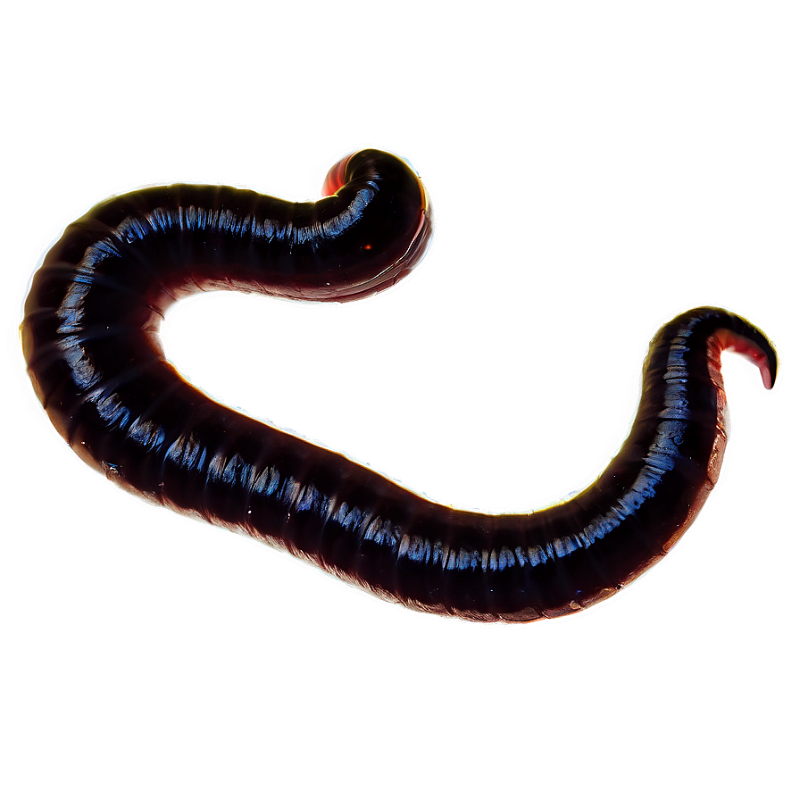 Earthworm Silhouette Graphic Png Ewn