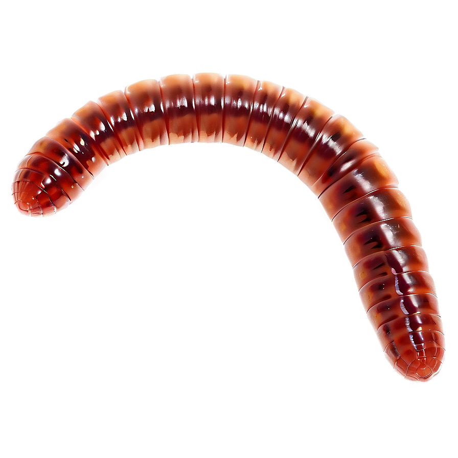 Earthworm Under Microscope Png 31