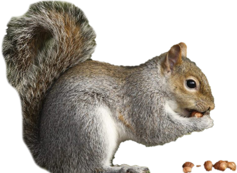 Eastern Grey Squirrel Eating Nut