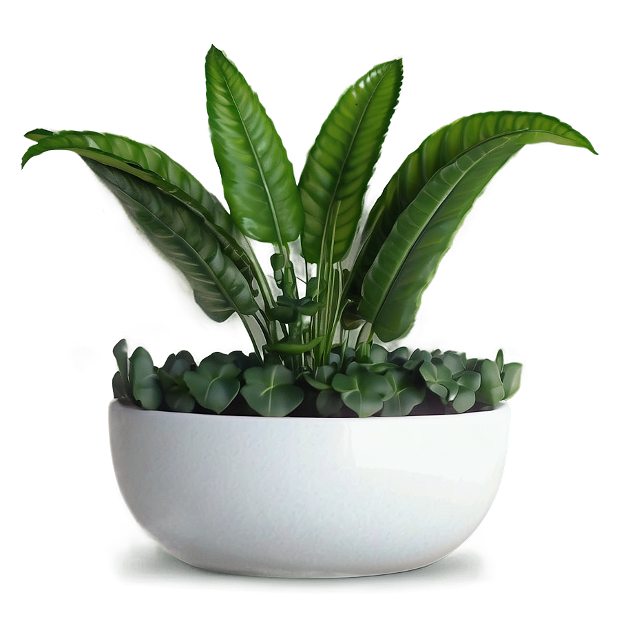 Easy Plant Care Png 26