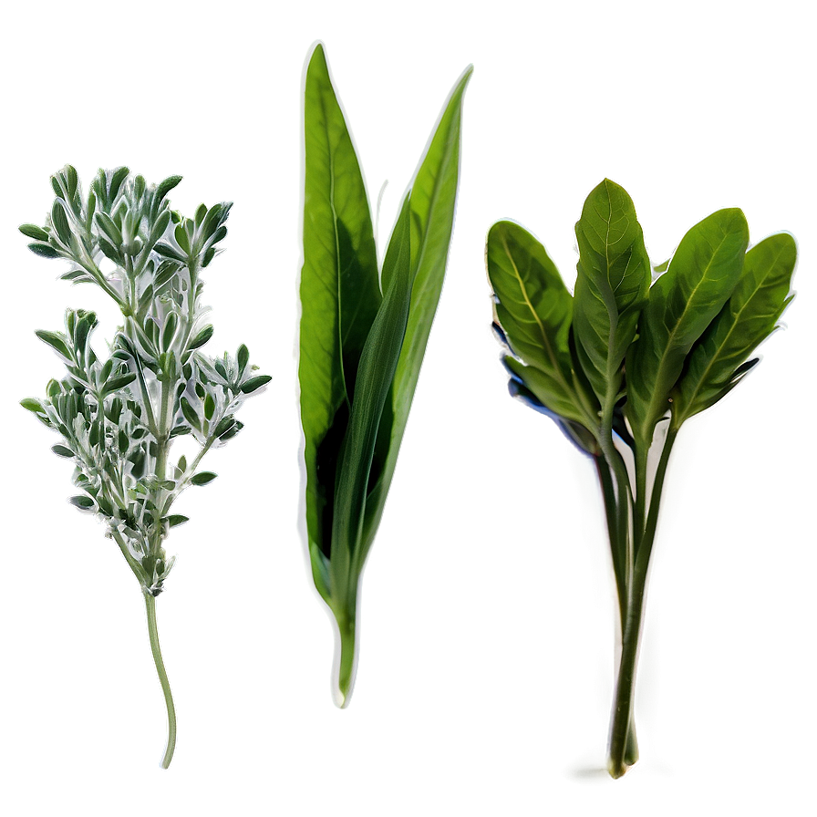 Edible Herb Png 06272024