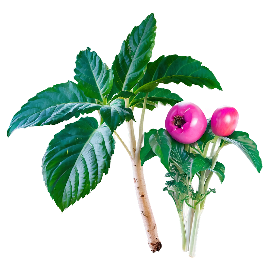 Edible Plants Png 05042024