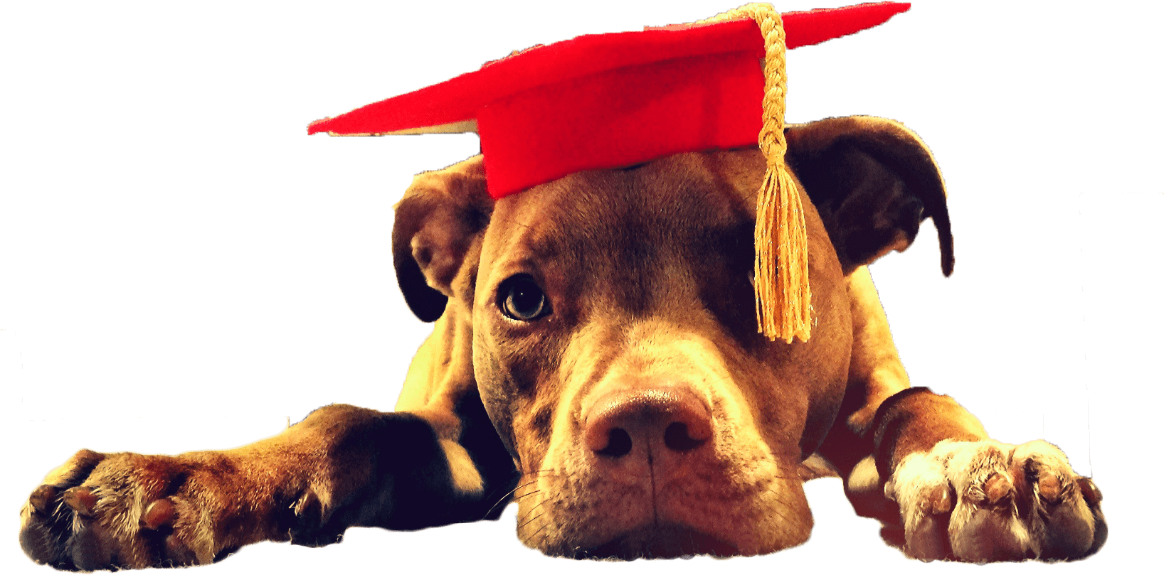 Educated Pitbull Graduation Cap.png