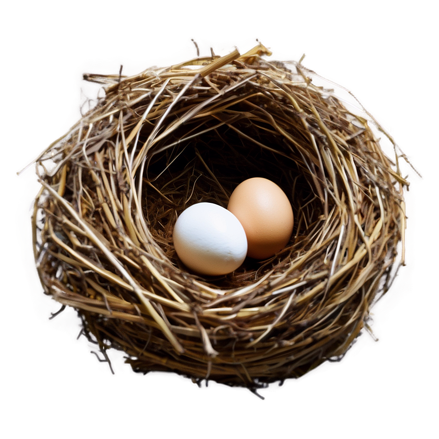 Egg In Nest Png 50