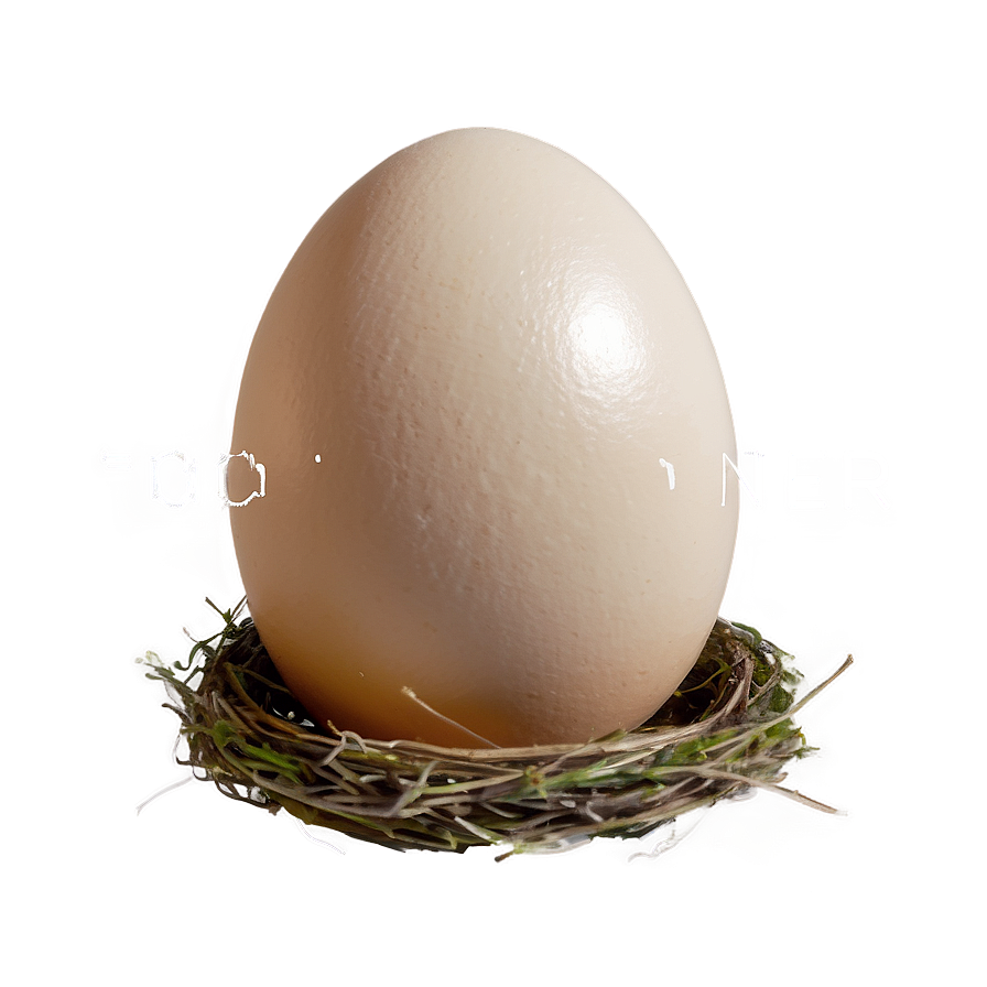 Egg In Nest Png Jfp