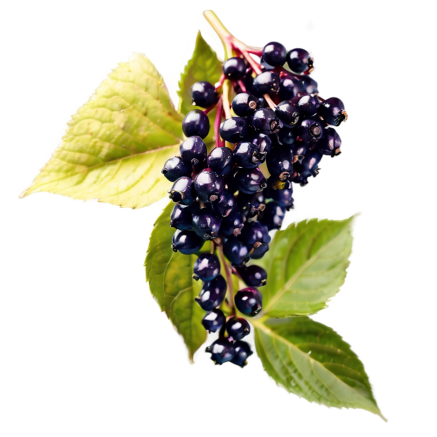 Elderberry Antioxidant Png Kwd