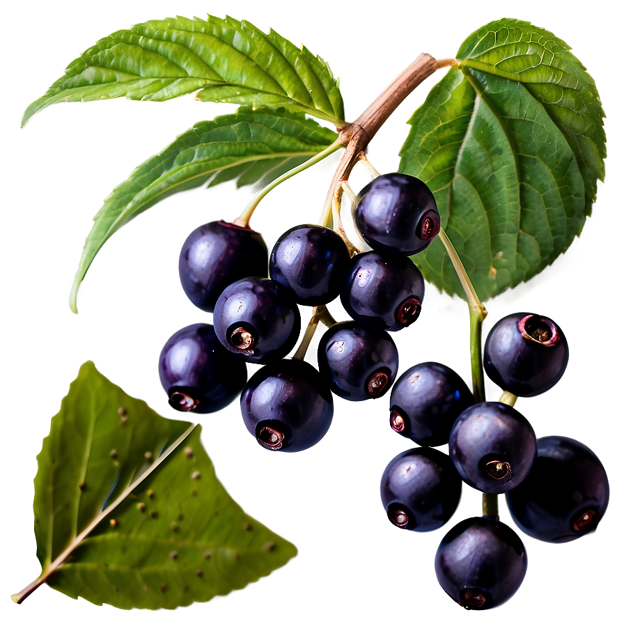 Elderberry B