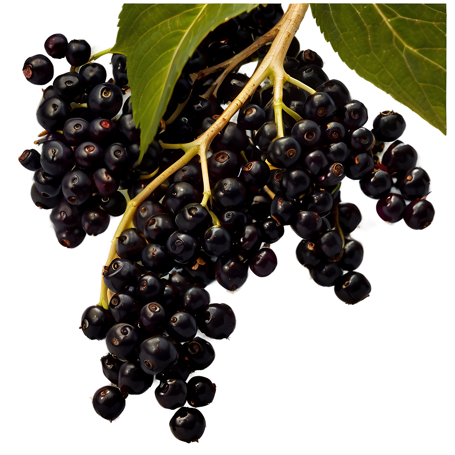 Elderberry Background Png Ysm