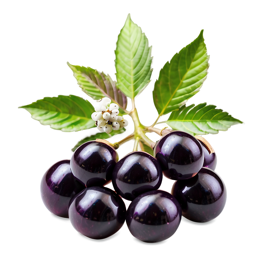 Elderberry Capsule Png Pec76