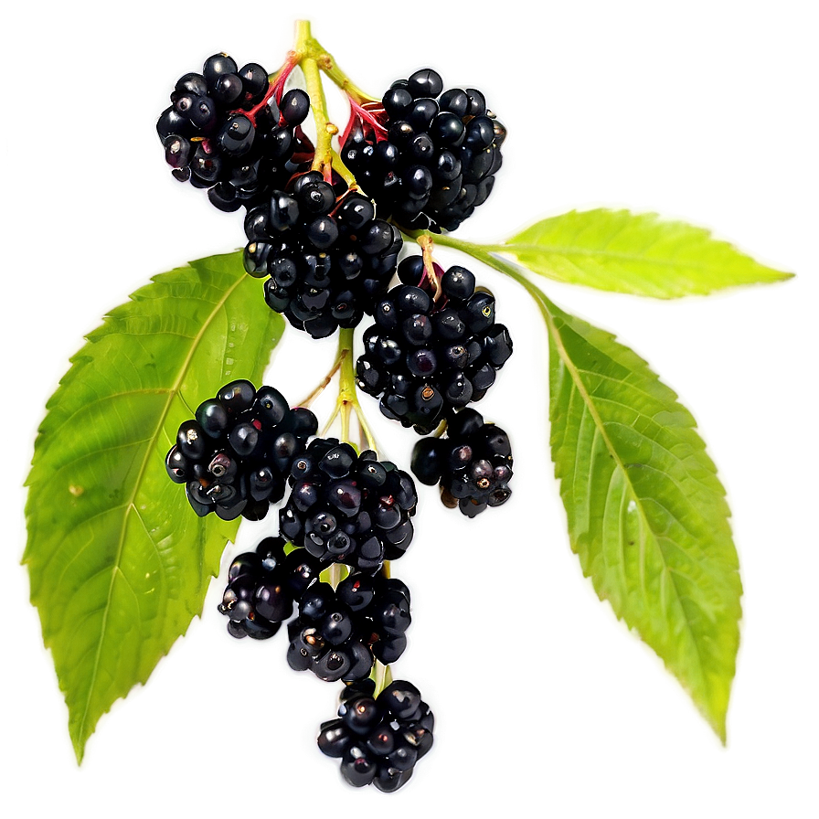 Elderberry Health Benefits Png 06252024