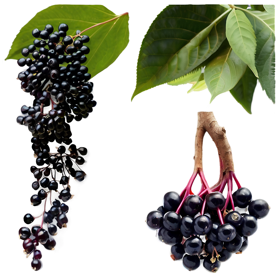 Elderberry Health Benefits Png 06252024