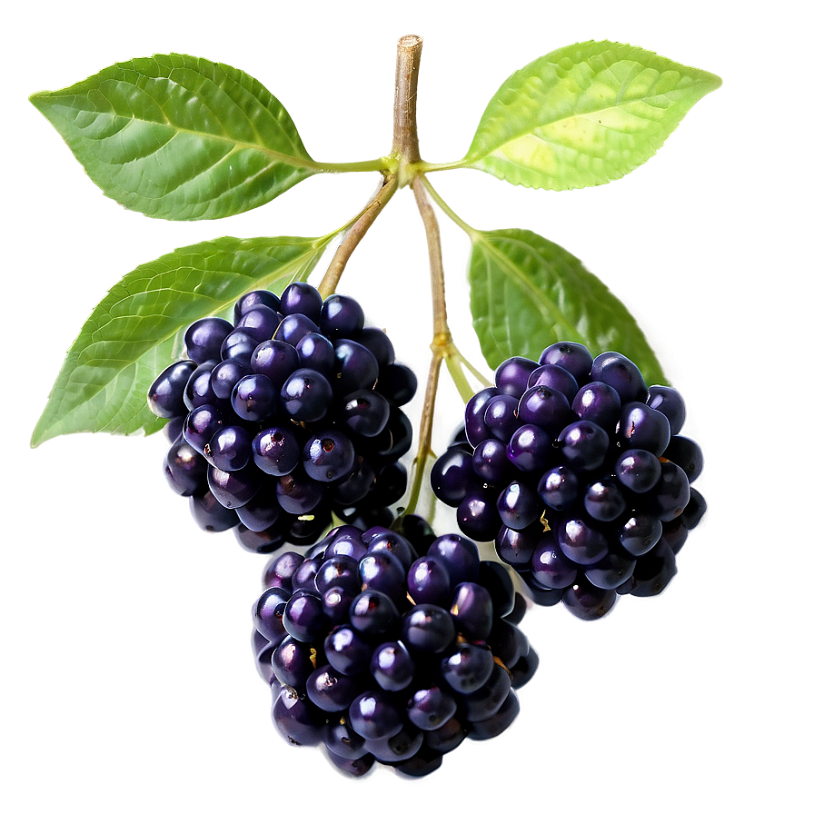 Elderberry Pattern Png 67