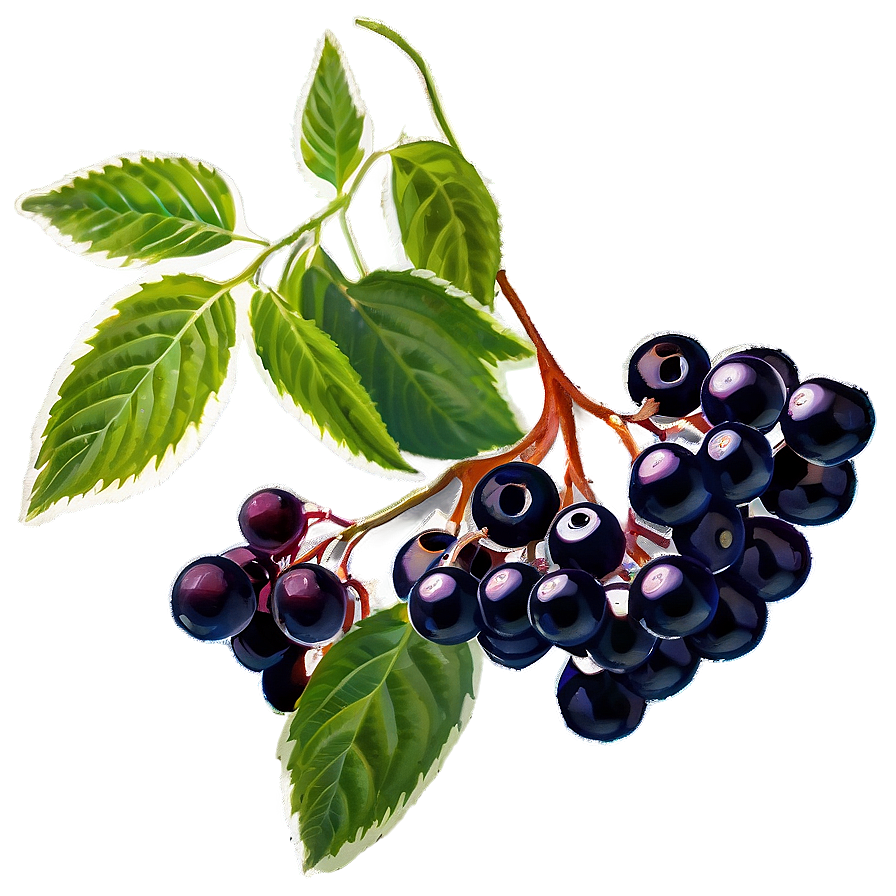 Elderberry Supplement Png Ivp